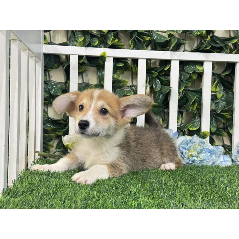 成約済の茨城県のウェルシュコーギーペンブローク-417380の4枚目