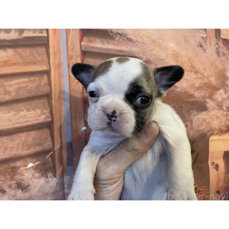 販売中の北海道のフレンチブルドッグ-423947の7枚目