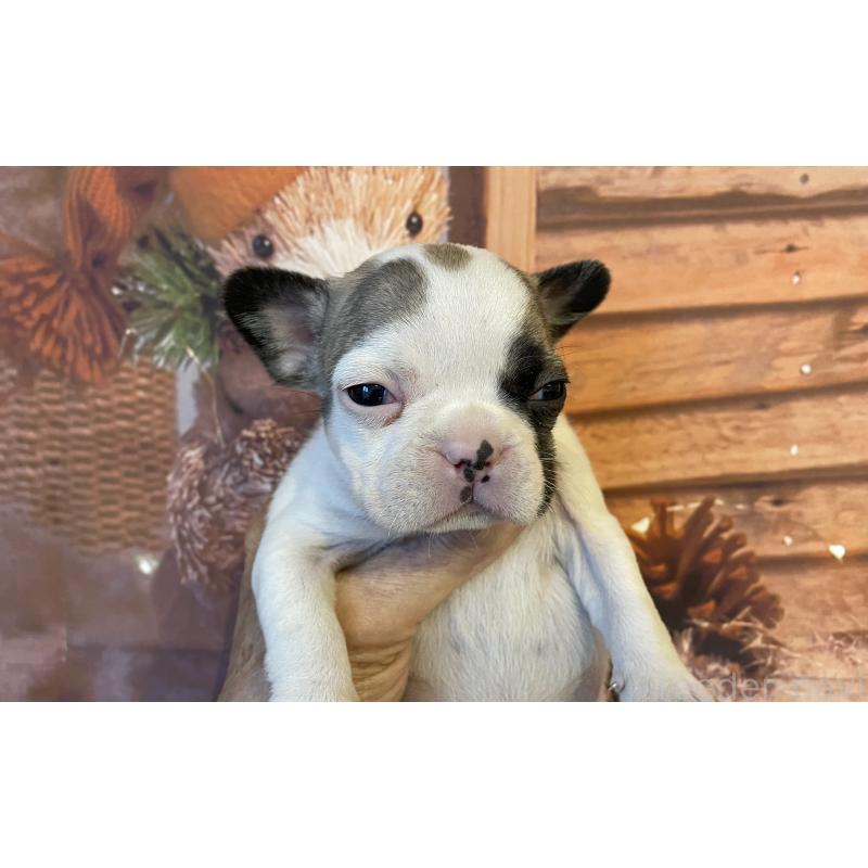 販売中の北海道のフレンチブルドッグ-423947の6枚目