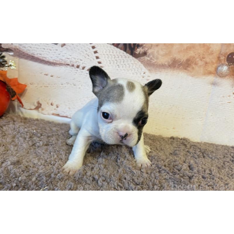 販売中の北海道のフレンチブルドッグ-423947の5枚目