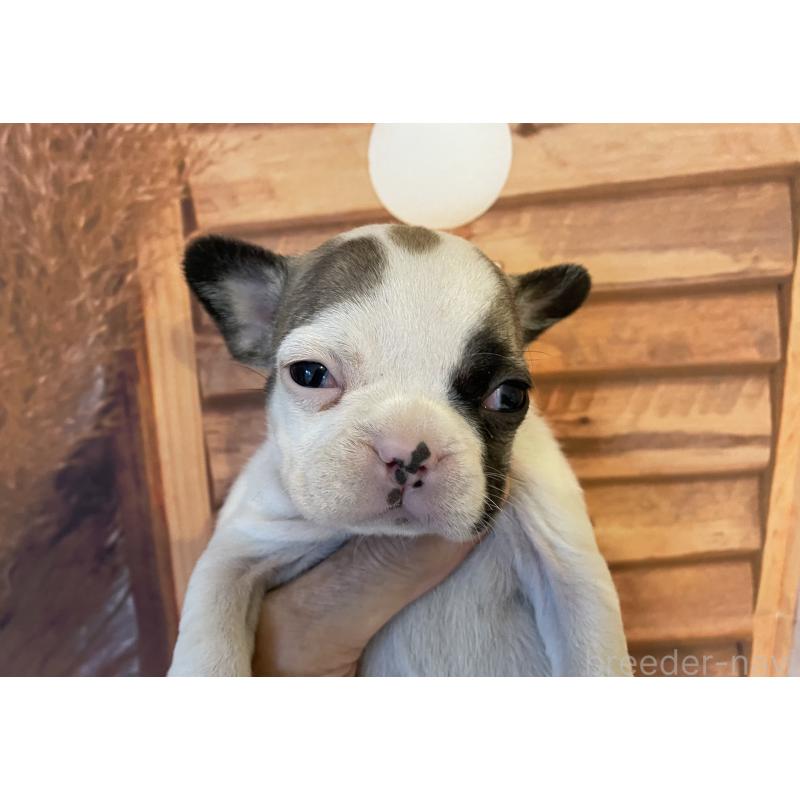 販売中の北海道のフレンチブルドッグ-423947の4枚目