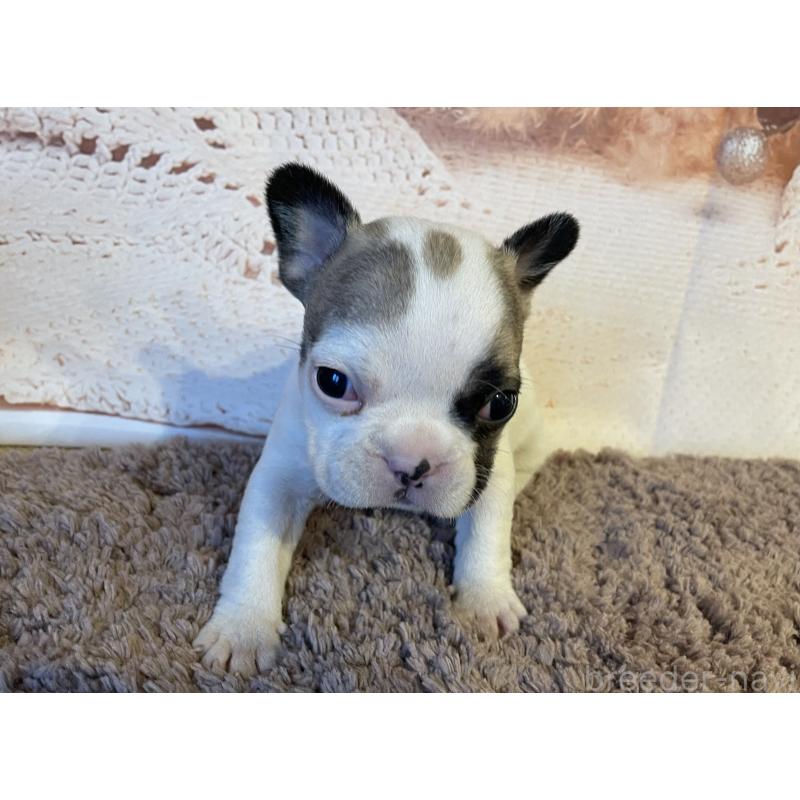 販売中の北海道のフレンチブルドッグ-423947の3枚目