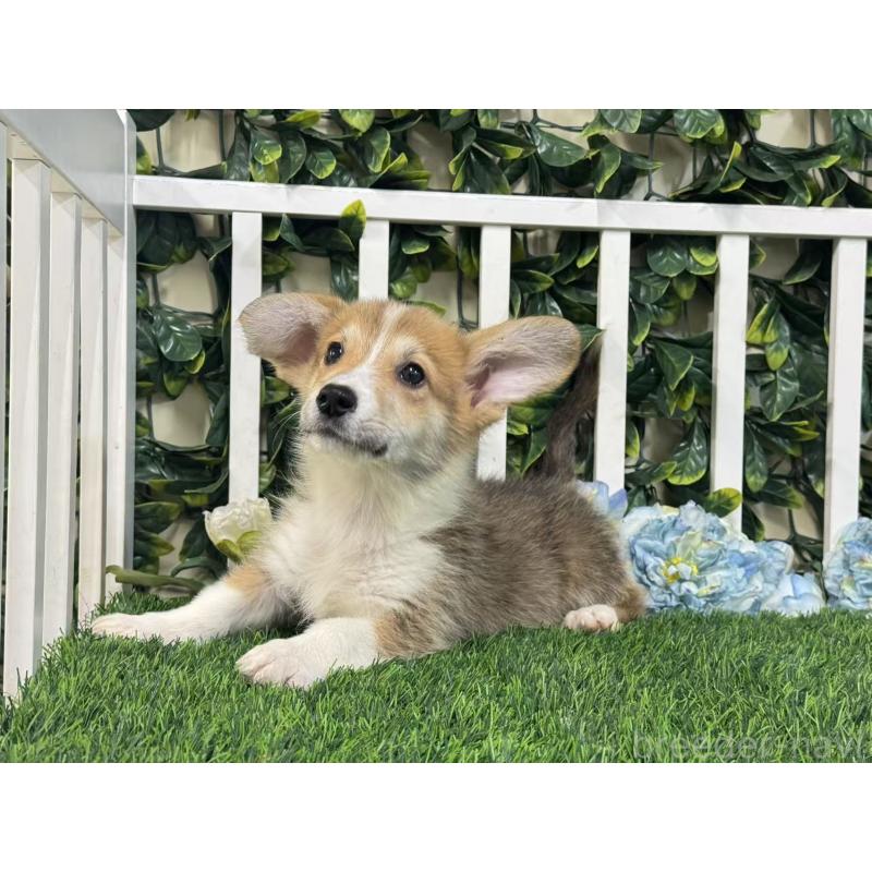 成約済の茨城県のウェルシュコーギーペンブローク-417380の2枚目