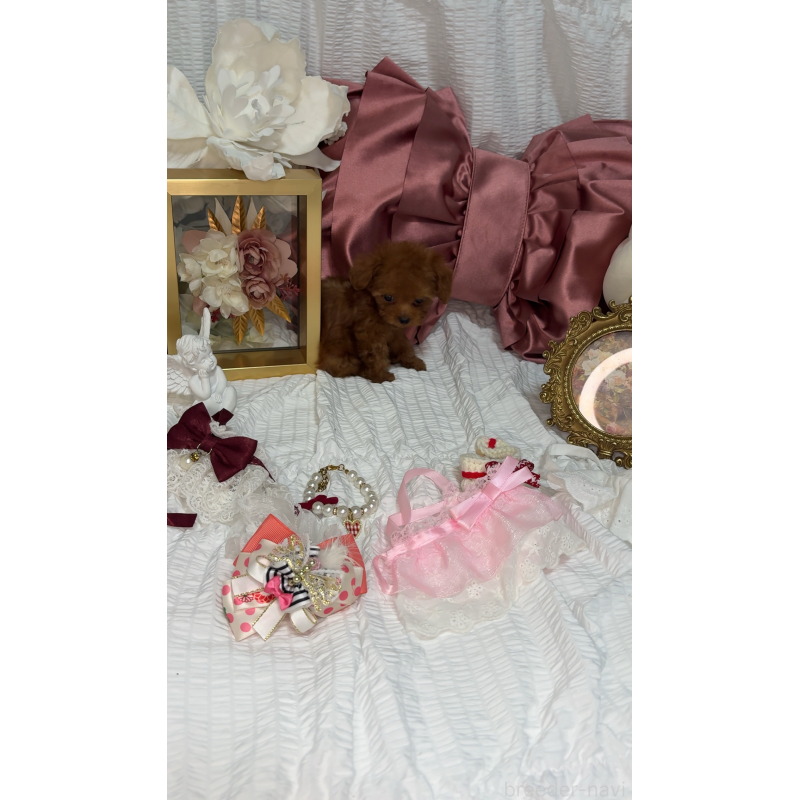 販売中の兵庫県のティーカッププードル-411059の2枚目