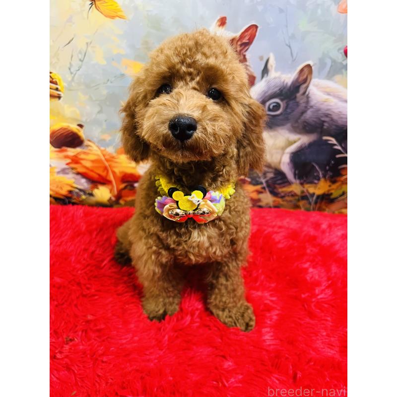 販売中の茨城県のトイプードル-404263の3枚目