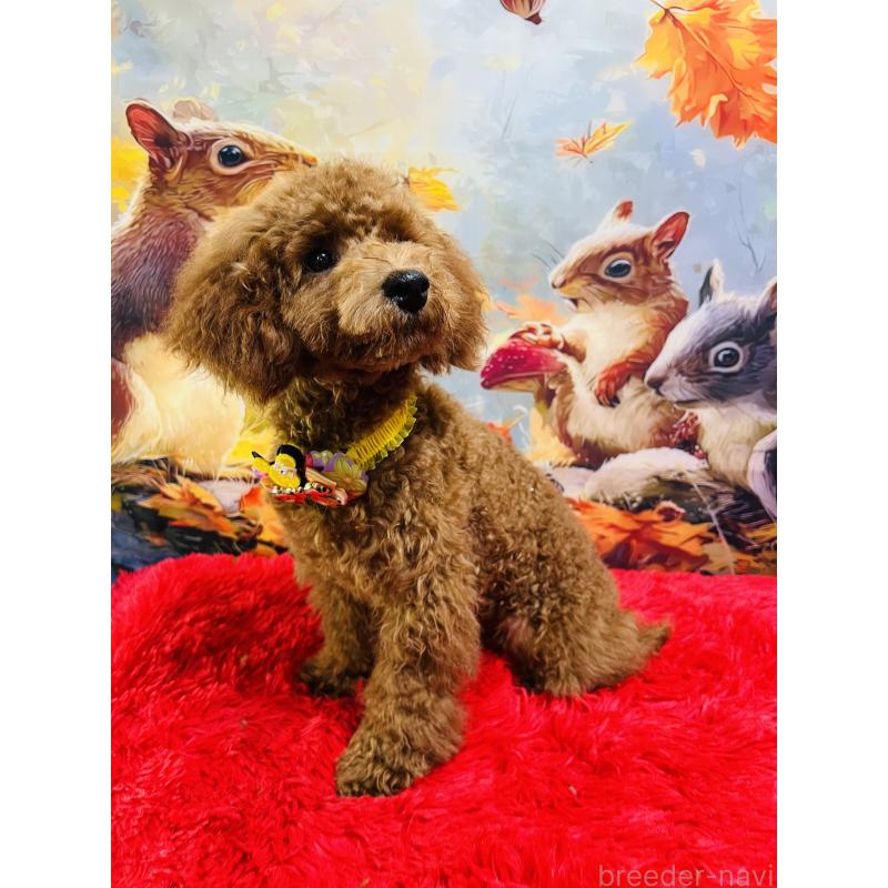 販売中の茨城県のトイプードル-404263の2枚目