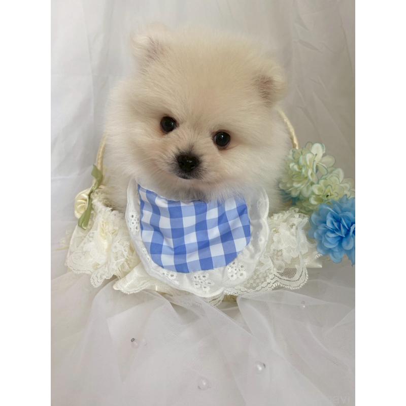 販売中の兵庫県のポメラニアン-414759