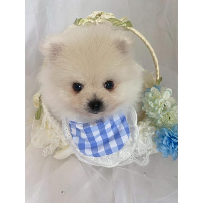 販売中の兵庫県のポメラニアン-414759の7枚目