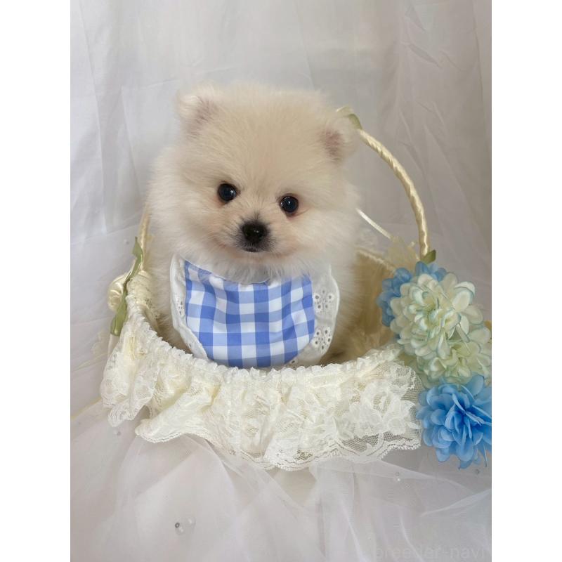 販売中の兵庫県のポメラニアン-414759の6枚目