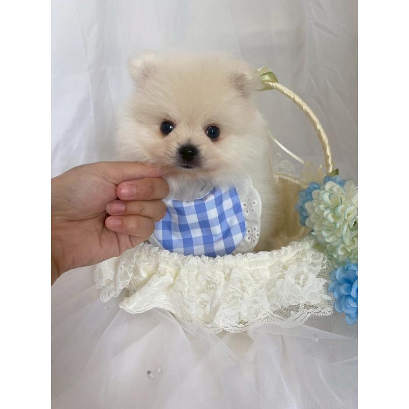 販売中の兵庫県のポメラニアン-414759の5枚目