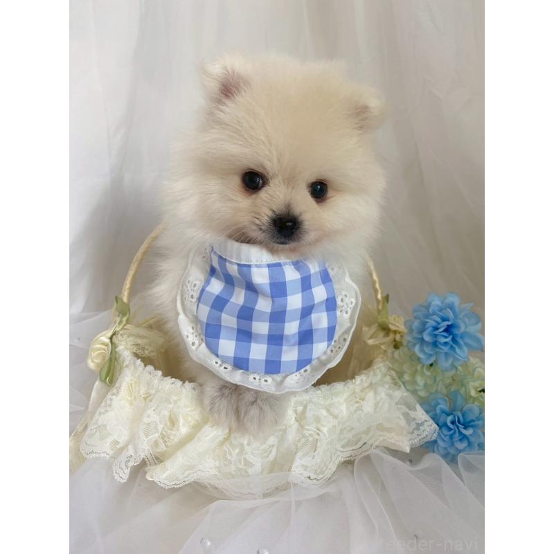 販売中の兵庫県のポメラニアン-414759の4枚目