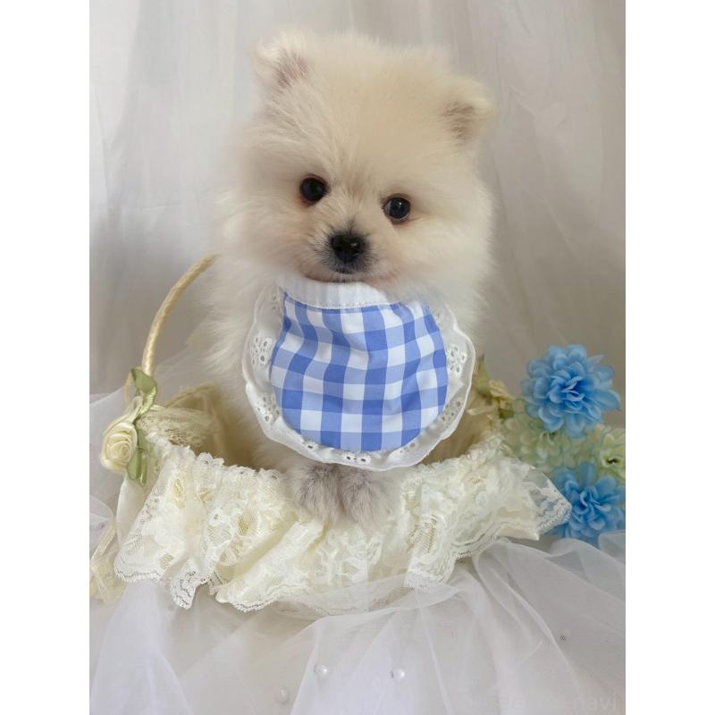 販売中の兵庫県のポメラニアン-414759の3枚目