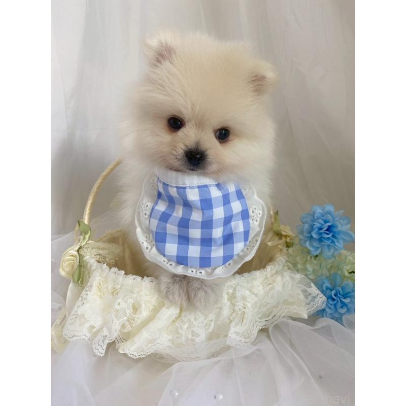 販売中の兵庫県のポメラニアン-414759の2枚目