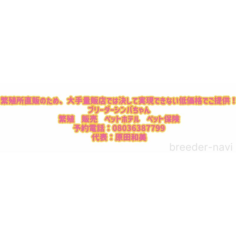 成約済の愛知県のイタリアングレーハウンド(イタグレ)-417271の3枚目