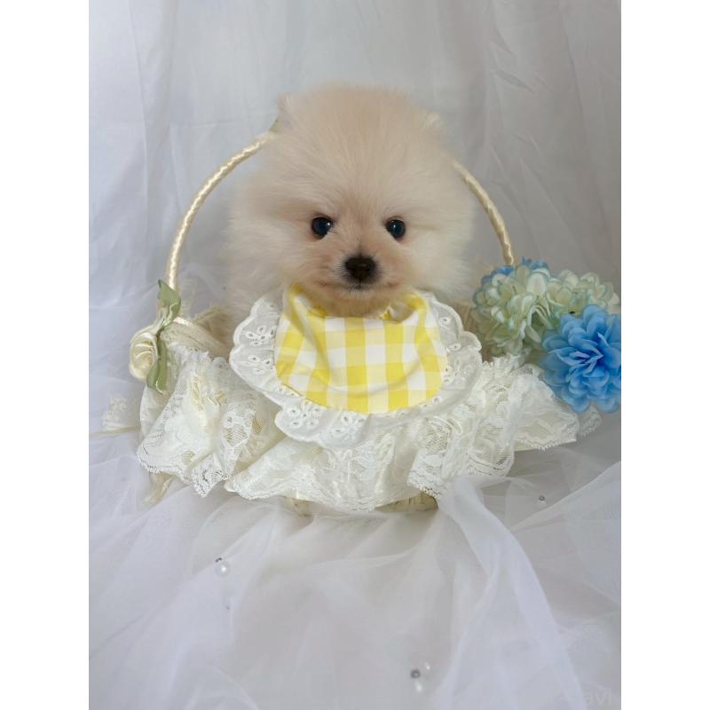 販売中の兵庫県のポメラニアン-414753の8枚目