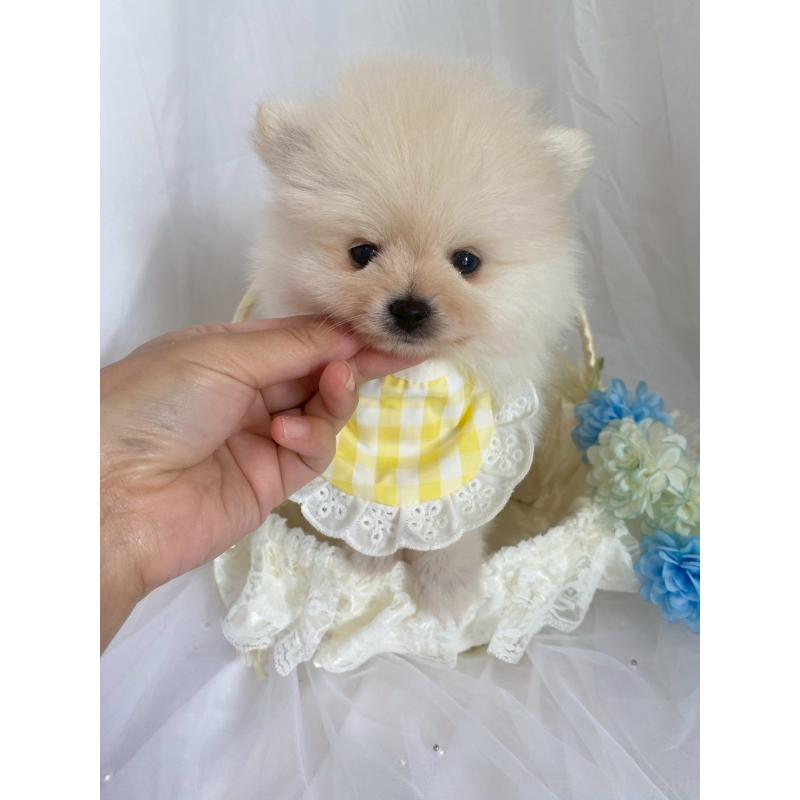 販売中の兵庫県のポメラニアン-414753の7枚目