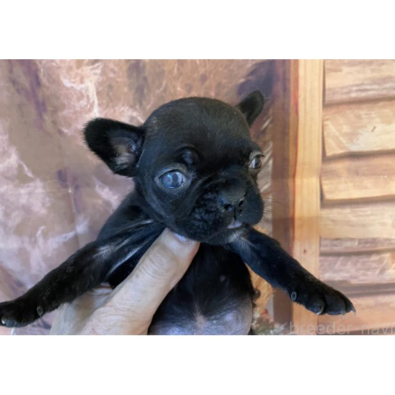 販売中の北海道のフレンチブルドッグ-423948の6枚目