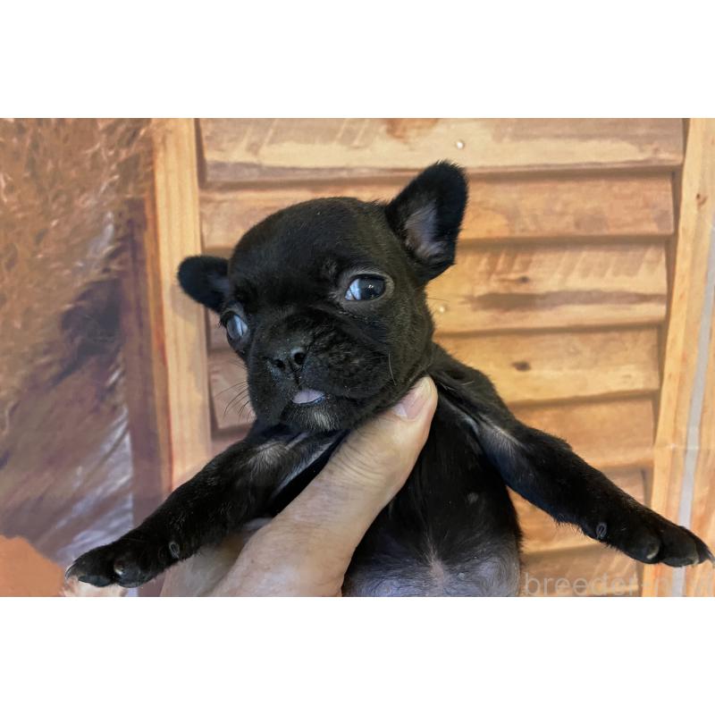 販売中の北海道のフレンチブルドッグ-423948の5枚目