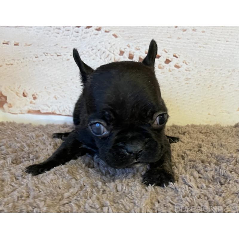 販売中の北海道のフレンチブルドッグ-423948の4枚目