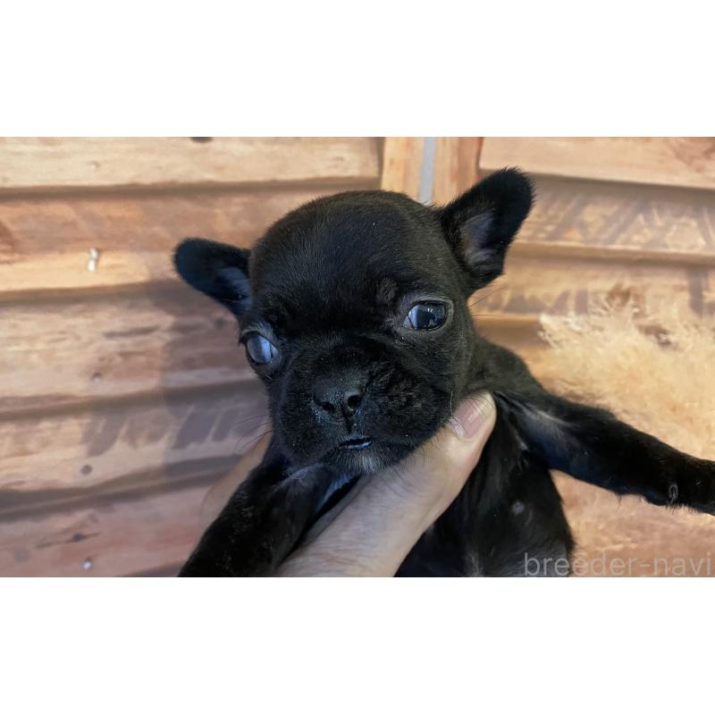 販売中の北海道のフレンチブルドッグ-423948の3枚目