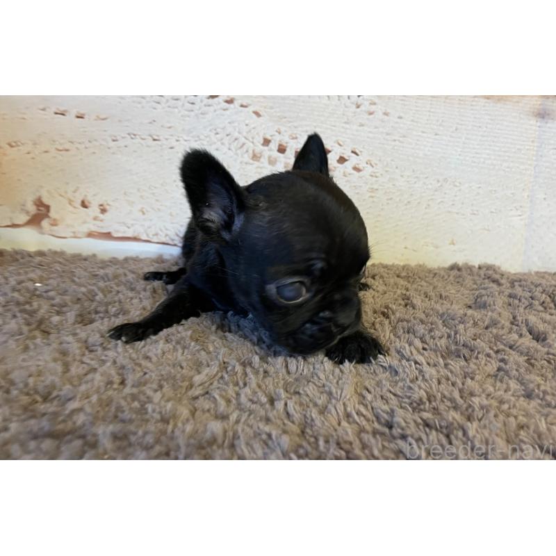 販売中の北海道のフレンチブルドッグ-423948の2枚目