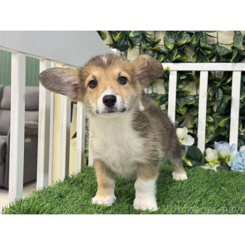 成約済の茨城県のウェルシュコーギーペンブローク-417423の4枚目