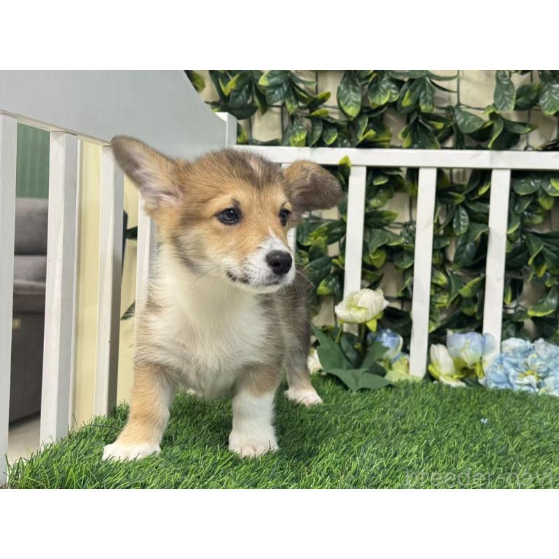 成約済の茨城県のウェルシュコーギーペンブローク-417423の3枚目