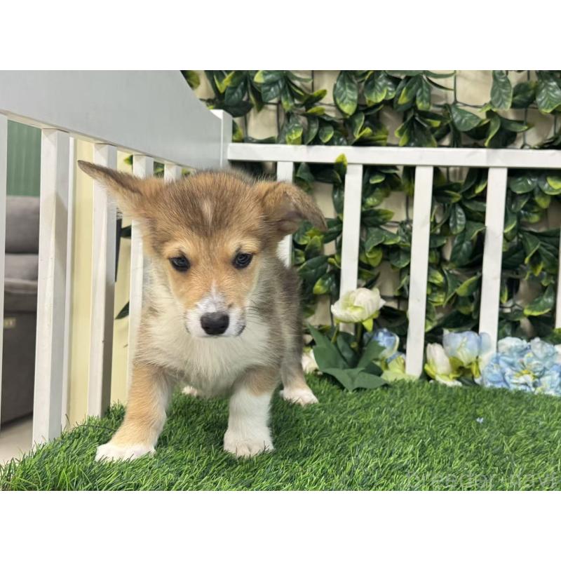 成約済の茨城県のウェルシュコーギーペンブローク-417423の2枚目