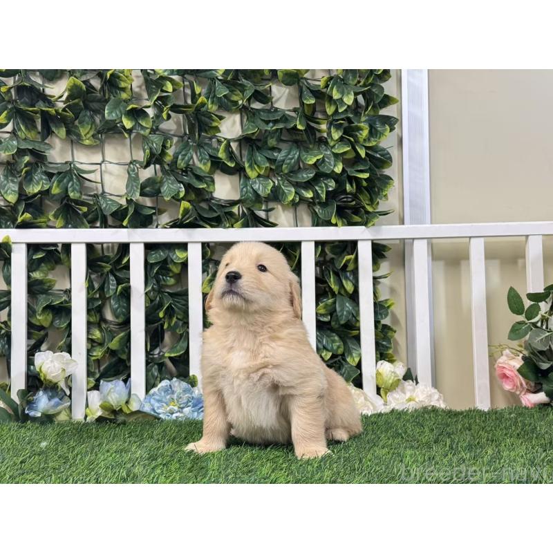 商談中の茨城県のゴールデンレトリーバー-421343の4枚目