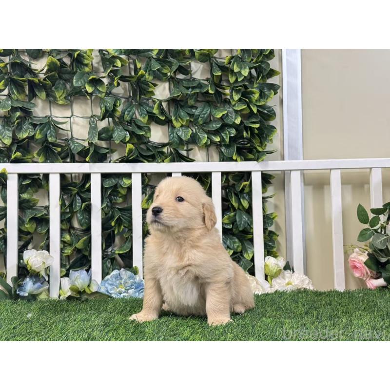 商談中の茨城県のゴールデンレトリーバー-421343の3枚目