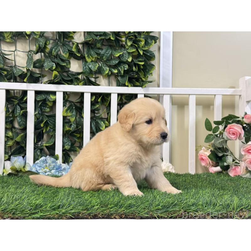 販売中の茨城県のゴールデンレトリーバー-421206の5枚目