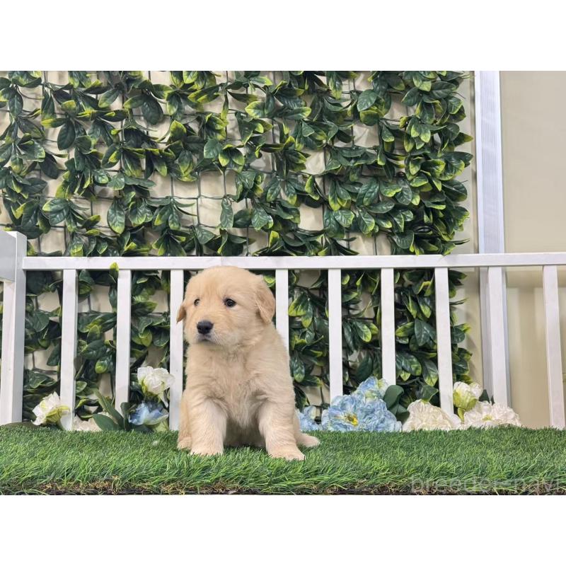 販売中の茨城県のゴールデンレトリーバー-421206の4枚目