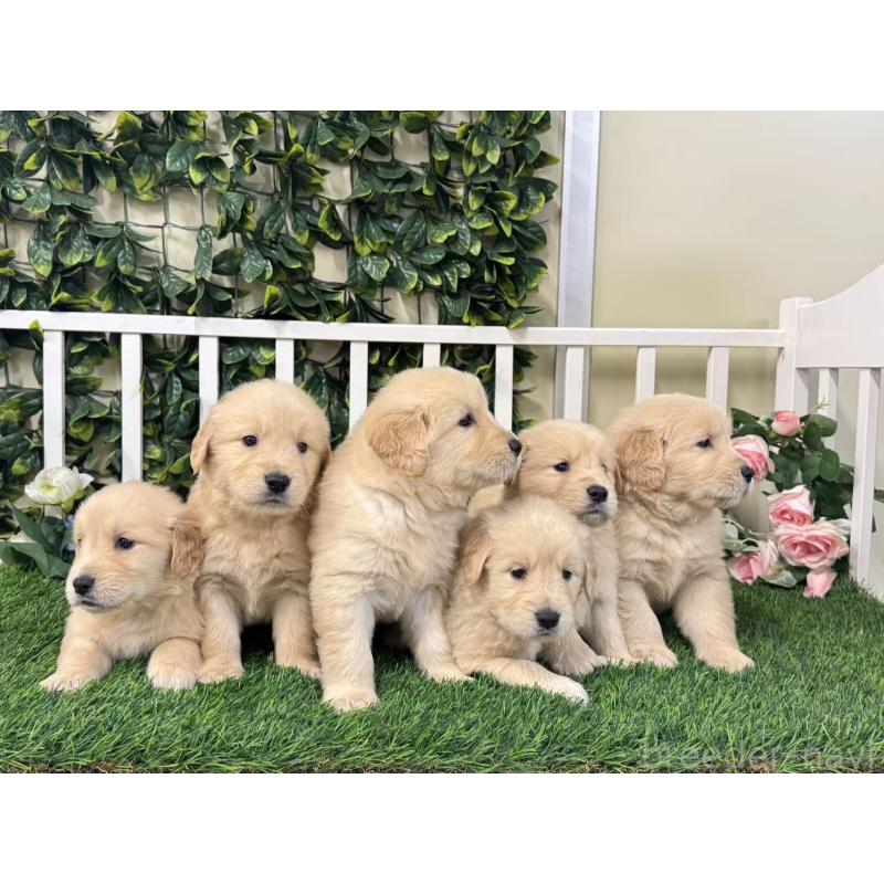 販売中の茨城県のゴールデンレトリーバー-421206の3枚目