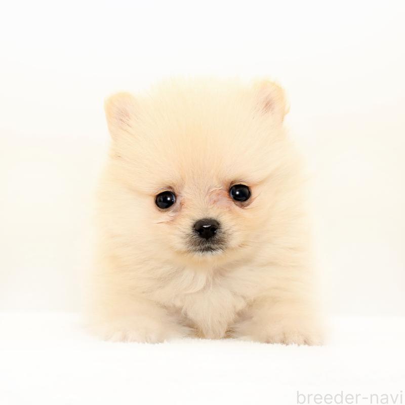販売中の熊本県のポメラニアン-423949の1枚目