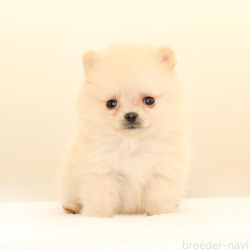 販売中の熊本県のポメラニアン-423949の3枚目