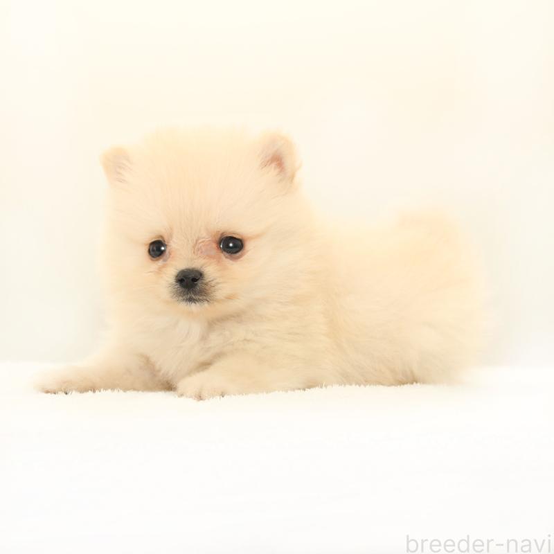 販売中の熊本県のポメラニアン-423949の2枚目