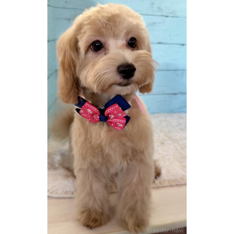 販売中の埼玉県のマルプー:マルチーズ×トイプードル-401820の12枚目