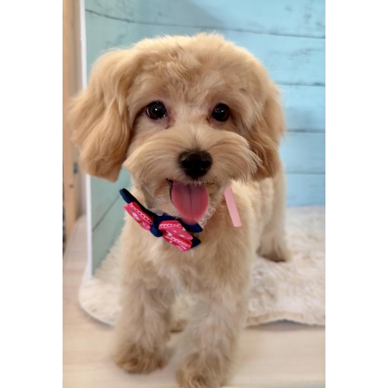 販売中の埼玉県のマルプー:マルチーズ×トイプードル-401820の11枚目