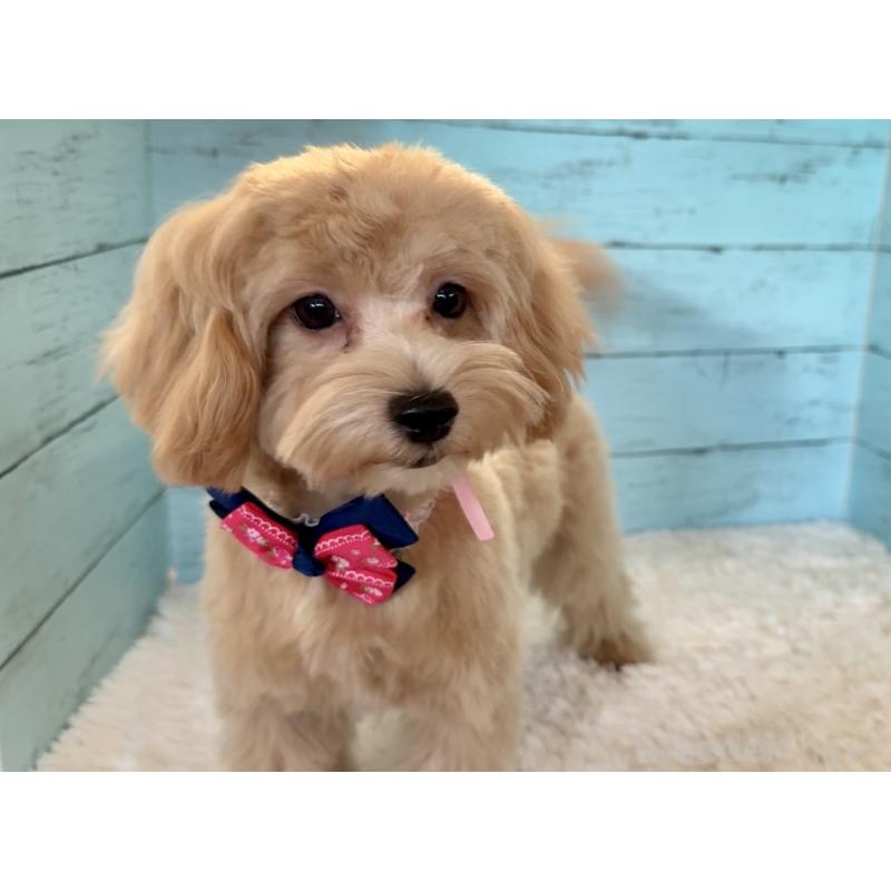 販売中の埼玉県のマルプー:マルチーズ×トイプードル-401820の10枚目