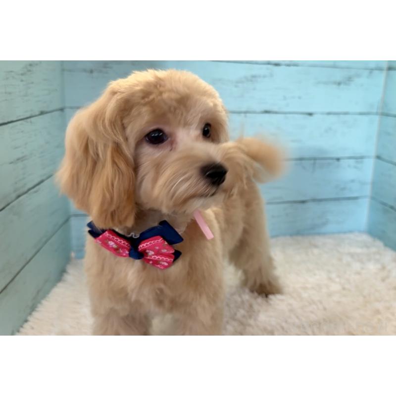 販売中の埼玉県のマルプー:マルチーズ×トイプードル-401820の9枚目