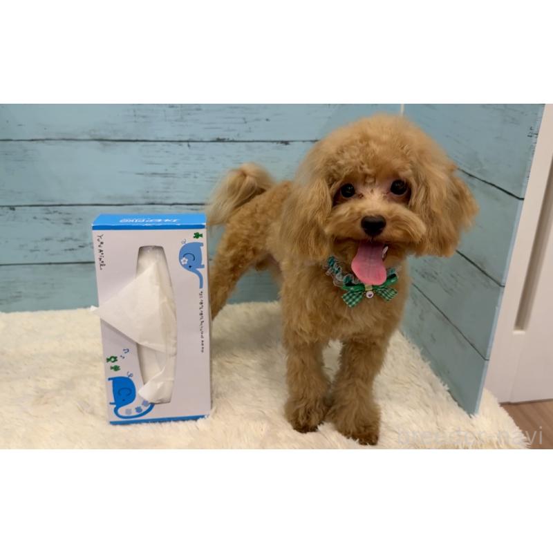 販売中の埼玉県のマルプー:マルチーズ×トイプードル-390443の15枚目