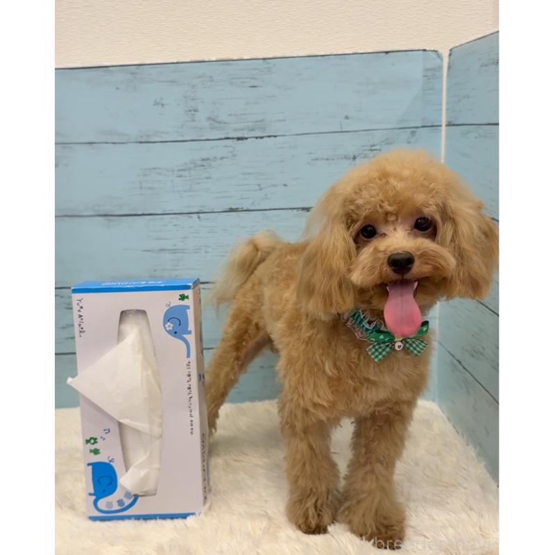 販売中の埼玉県のマルプー:マルチーズ×トイプードル-390443の14枚目