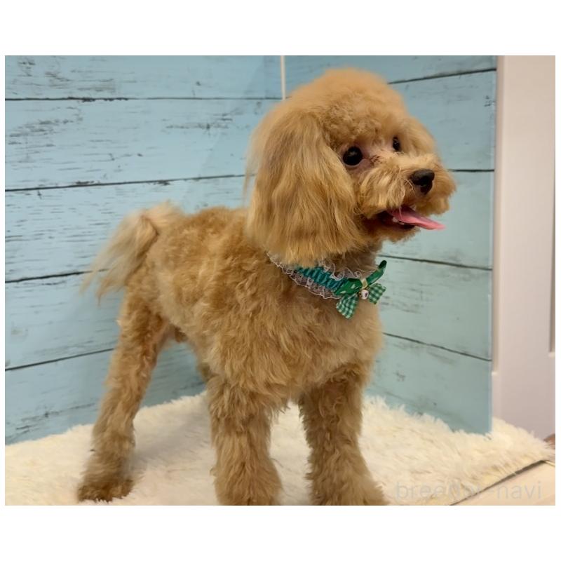 販売中の埼玉県のマルプー:マルチーズ×トイプードル-390443の13枚目