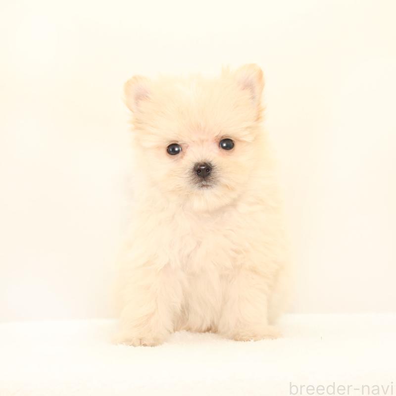販売中の熊本県のポメマル:ポメラニアン×マルチーズ-423950の3枚目