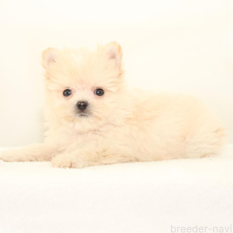 販売中の熊本県のポメマル:ポメラニアン×マルチーズ-423950の2枚目