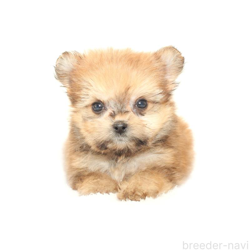 販売中の熊本県のポメマル:ポメラニアン×マルチーズ-423951