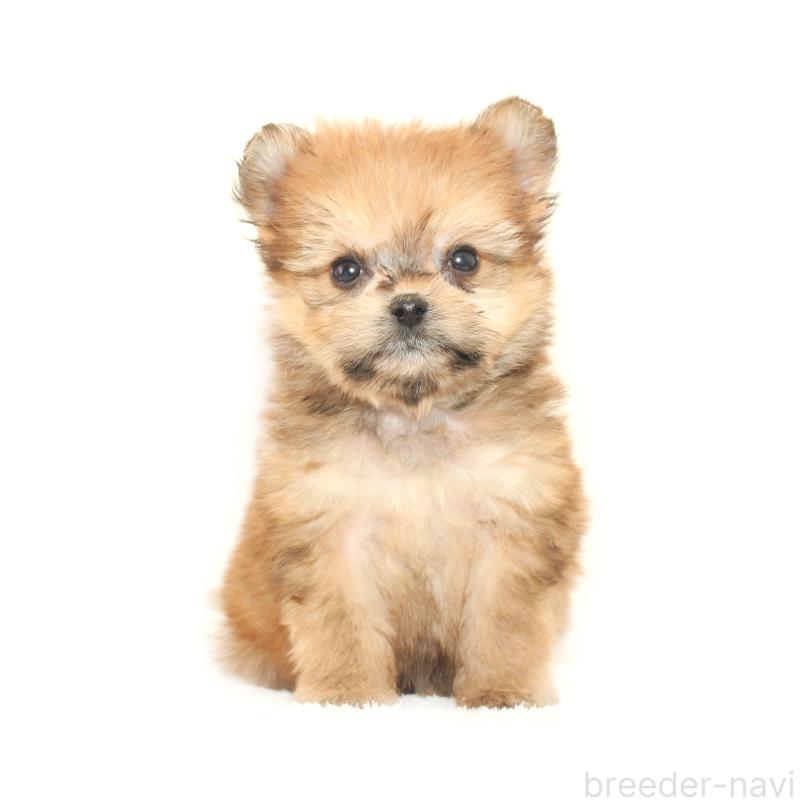 販売中の熊本県のポメマル:ポメラニアン×マルチーズ-423951の3枚目