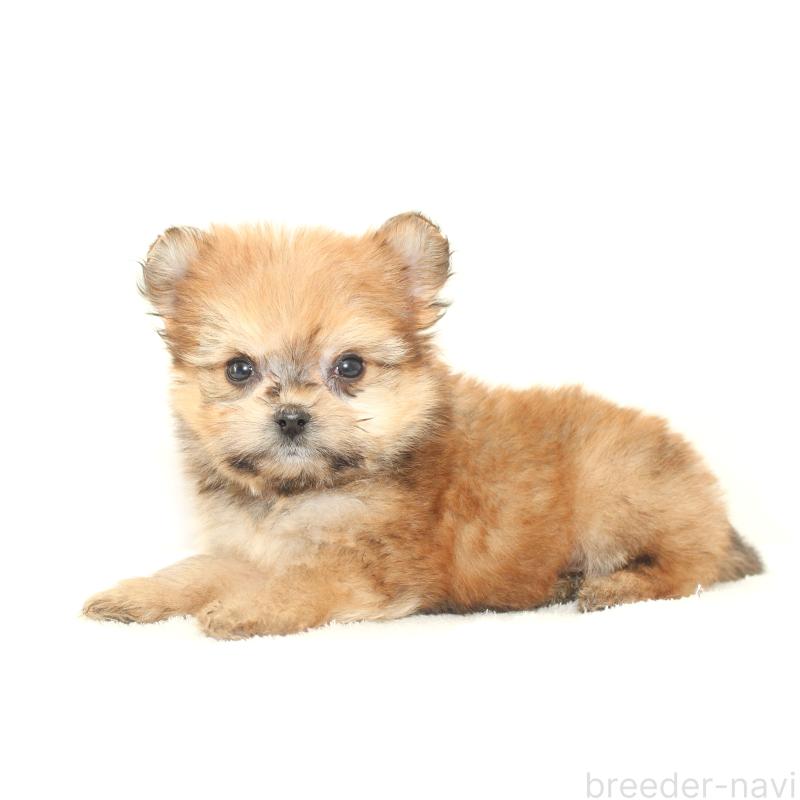 販売中の熊本県のポメマル:ポメラニアン×マルチーズ-423951の2枚目