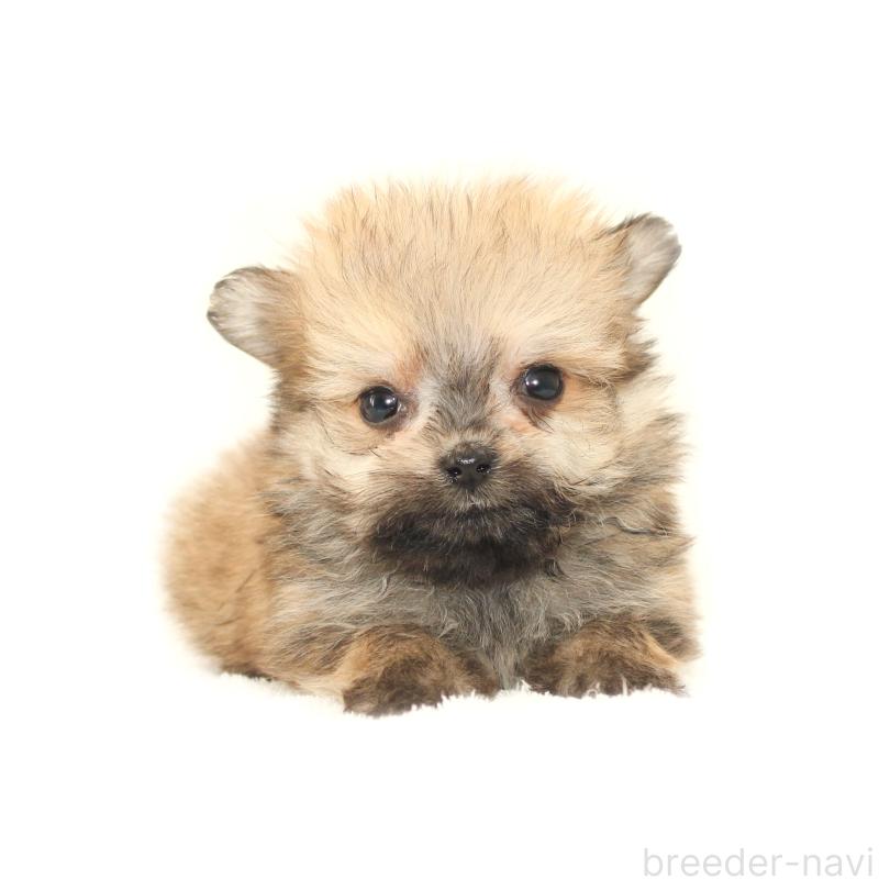 販売中の熊本県のポメマル:ポメラニアン×マルチーズ-423952