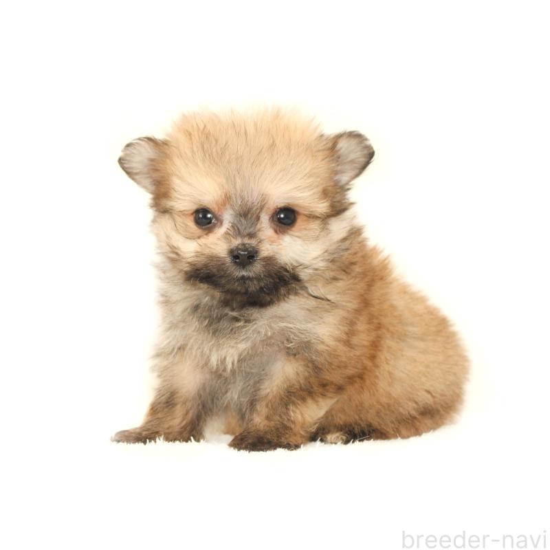 販売中の熊本県のポメマル:ポメラニアン×マルチーズ-423952の3枚目